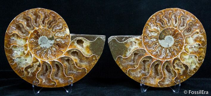 Inch Split Ammonite Pair #2630